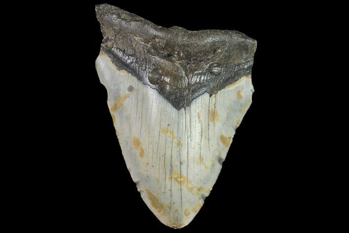 Bargain, Fossil Megalodon Tooth - North Carolina #91626